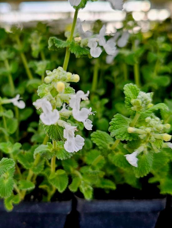 Plug Sizes and Quantities