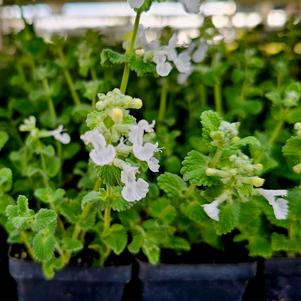 Plug Sizes and Quantities