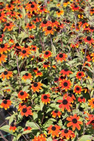 Rudbeckia triloba 'Prairie Glow' - Three-lobed Coneflower from Hoffie Nursery