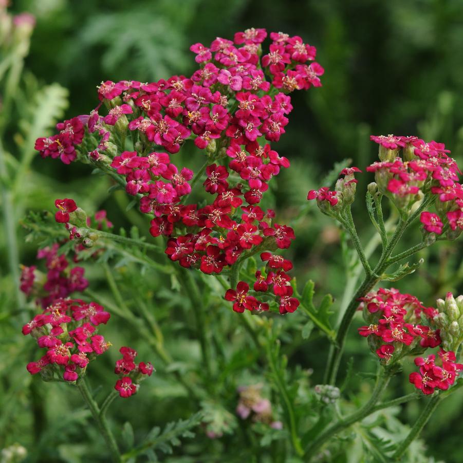 Achillea Red New Vintage - Yarrow from Hoffie Nursery