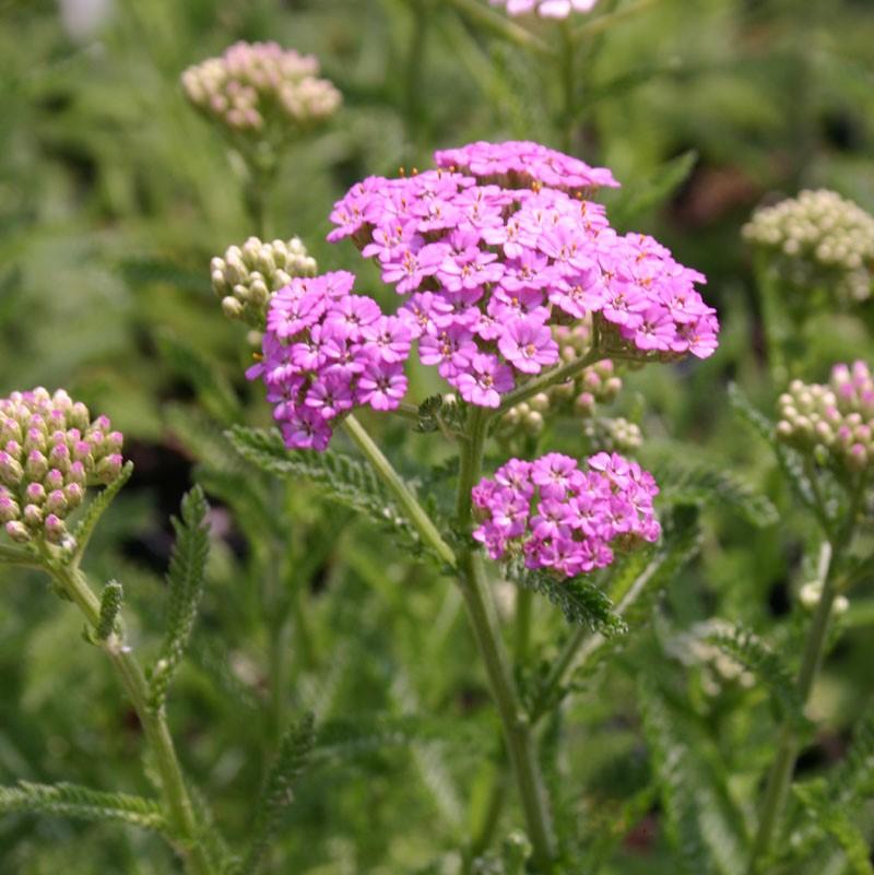 Achillea millefolium 'Pretty Belinda' - Yarrow from Hoffie Nursery