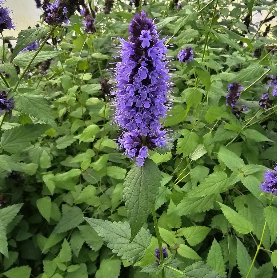 Agastache 'Black Adder' - Anise Hyssop from Hoffie Nursery