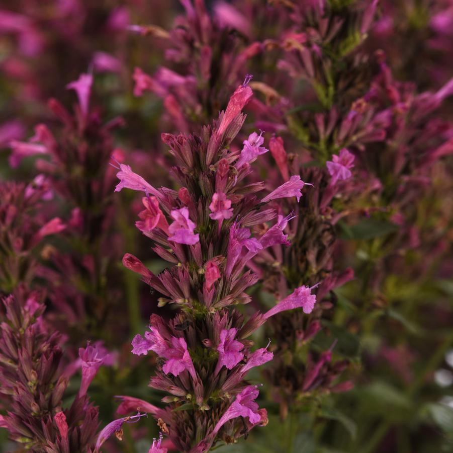 Agastache mexicana Summerlong™ 'Lilac' - Mexican Giant Hyssop from Hoffie Nursery