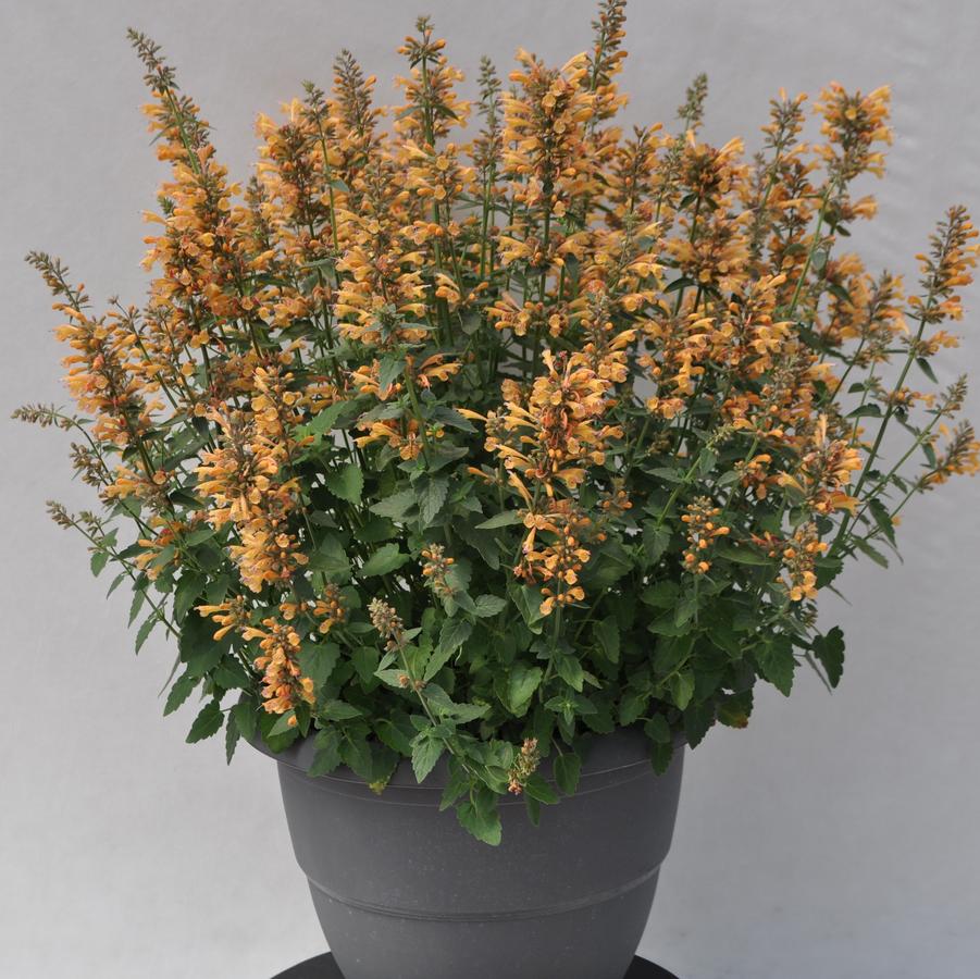 Agastache Yellow Sunrise® - Hummingbird Mint from Hoffie Nursery