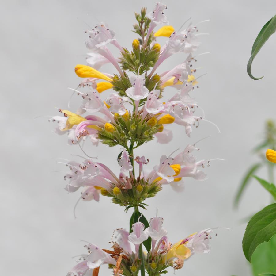 Agastache White Sunrise® - Hummingbird Mint from Hoffie Nursery