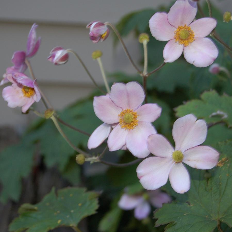 Anemone tomentosa 'Robustissima' - Windflower from Hoffie Nursery