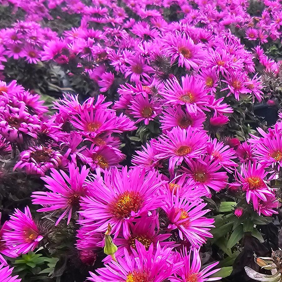 Aster novae-angliae 'Pink Crush' - New England Aster from Hoffie Nursery