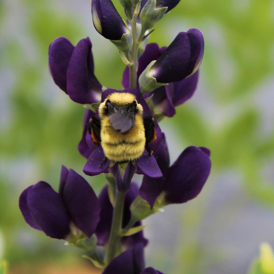 Baptisia Prairieblues™ 'Royal Purple' - False Indigo from Hoffie Nursery