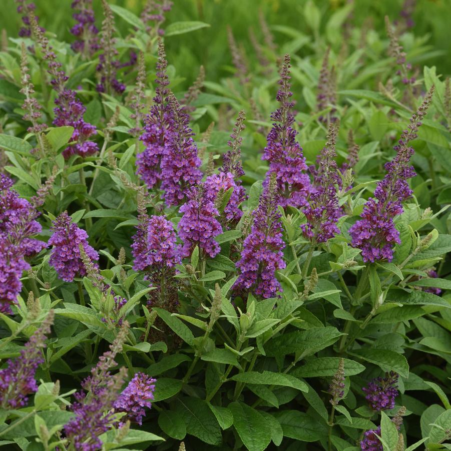 Buddleia davidii Chrysalis™ 'Blue' - Butterfly Bush from Hoffie Nursery