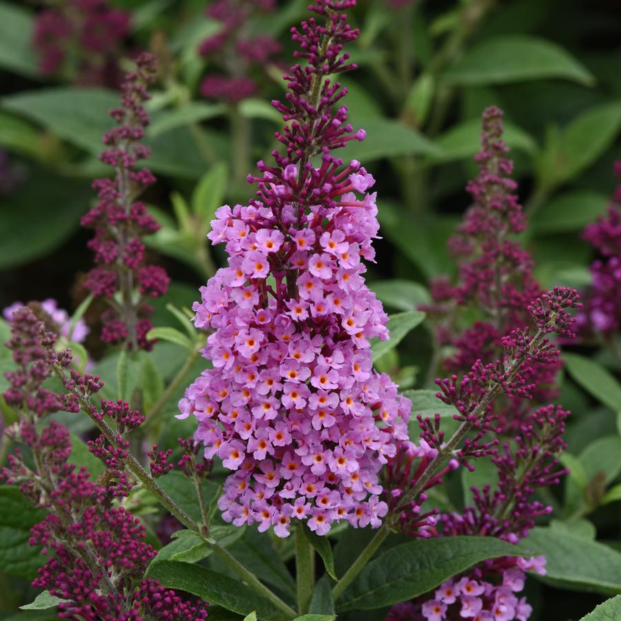 Buddleia davidii Chrysalis™ 'Pink' - Butterfly Bush from Hoffie Nursery