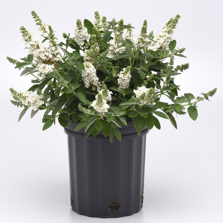 Buddleia davidii Chrysalis™ 'White' - Butterfly Bush from Hoffie Nursery