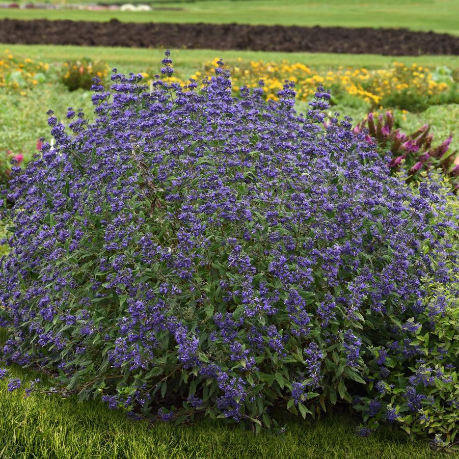 Caryopteris clandonsis 'Emerald Crest' - Bluemist Shrub from Hoffie Nursery