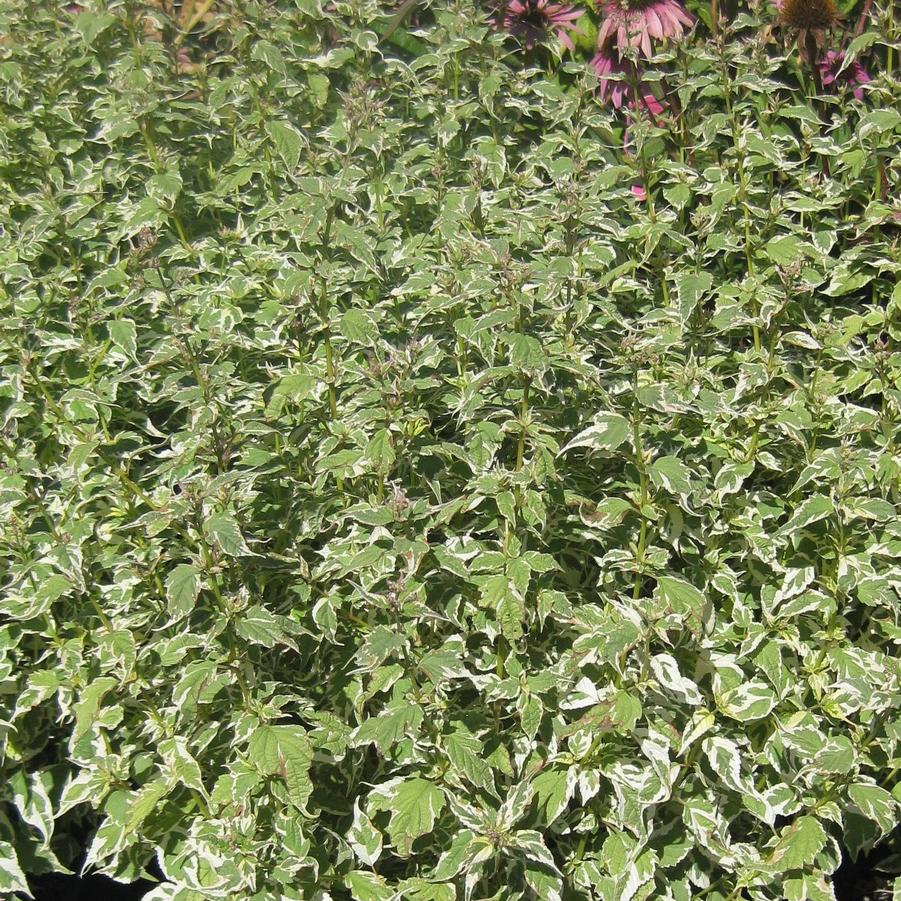 Caryopteris divaricata 'Snow Fairy' - Bluemist Shrub from Hoffie Nursery