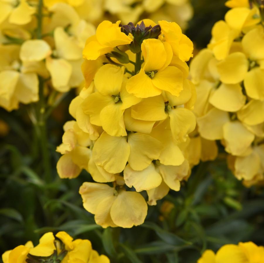 Erysimum Brightside® 'Bright Yellow' - Wallflower from Hoffie Nursery