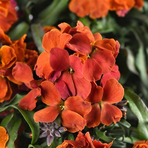 Erysimum Brightside® 'Orange' - Wallflower from Hoffie Nursery