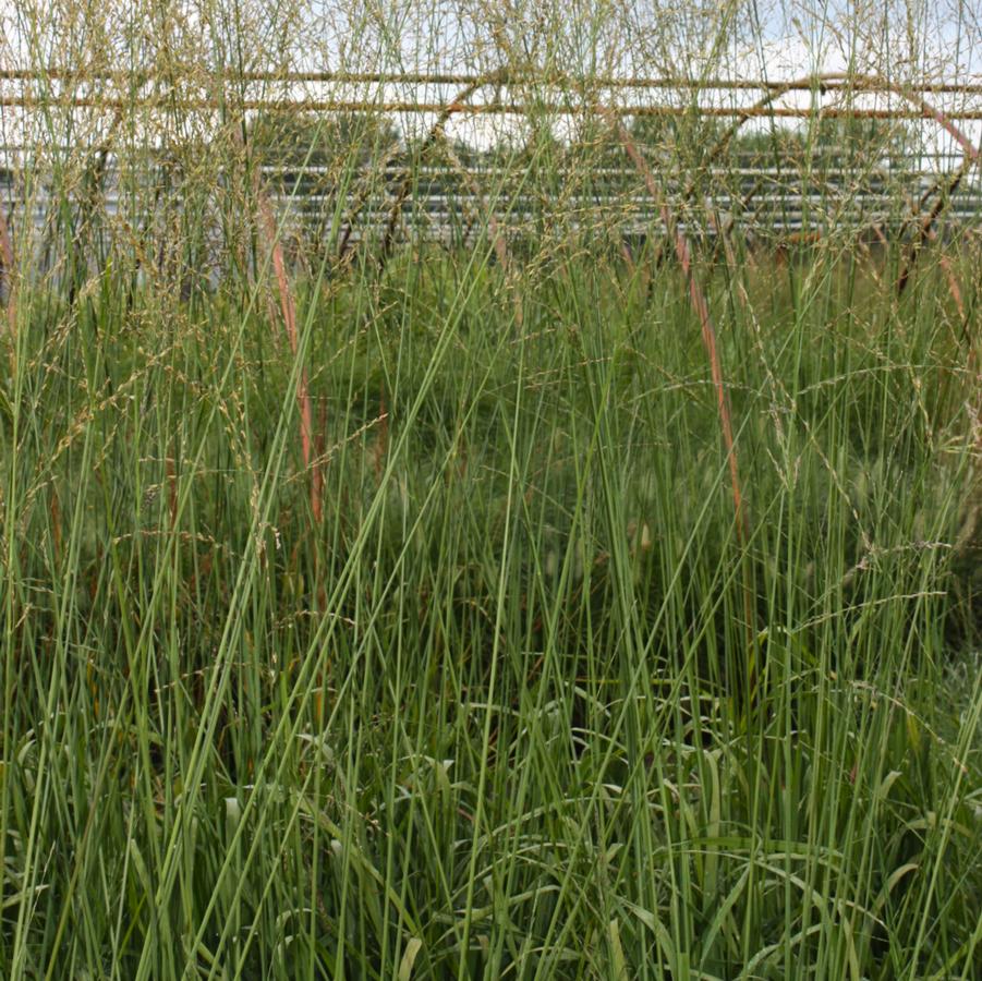 Molina caerulea arundinacea 'Skyracer' - Tall Moor Grass from Hoffie Nursery