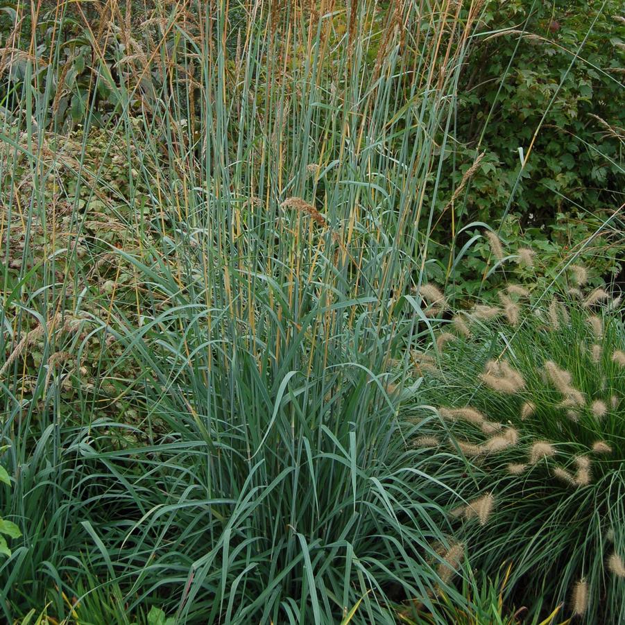 Sorghastrum nutans 'Sioux Blue' - Indian Grass from Hoffie Nursery