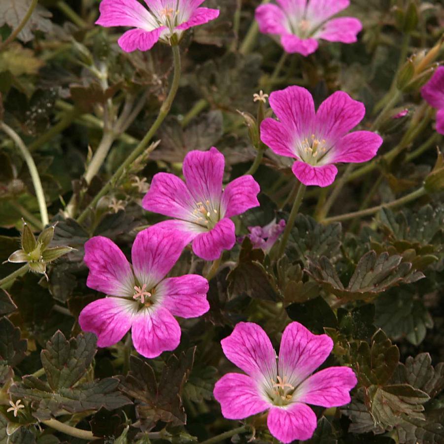 Geranium 'Orkney Cherry' - Cranesbill from Hoffie Nursery