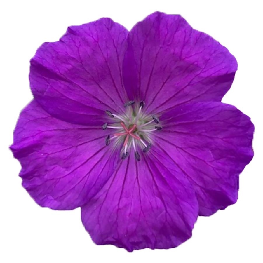 Geranium sanguineum 'Purple Glow' - Bloody Cranesbill from Hoffie Nursery