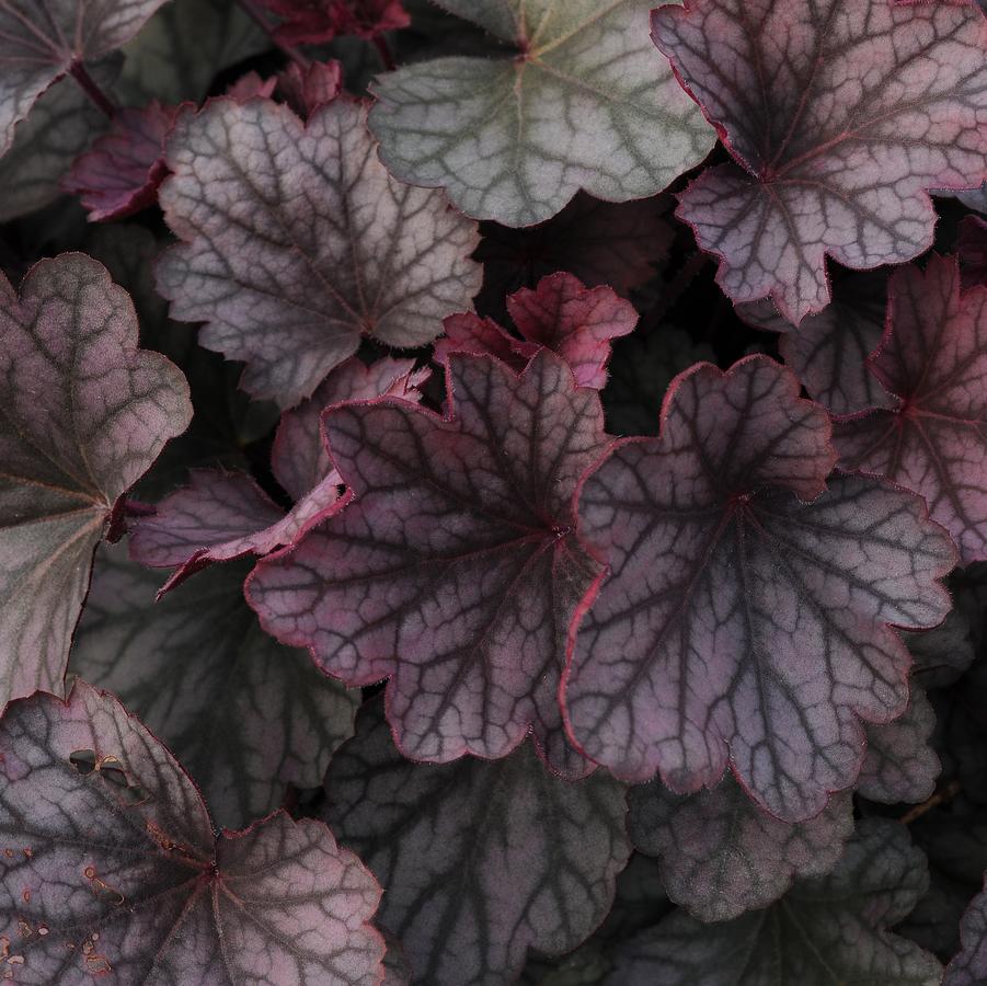 Heuchera Carnival™ 'Rose Granita' - Coral Bells from Hoffie Nursery