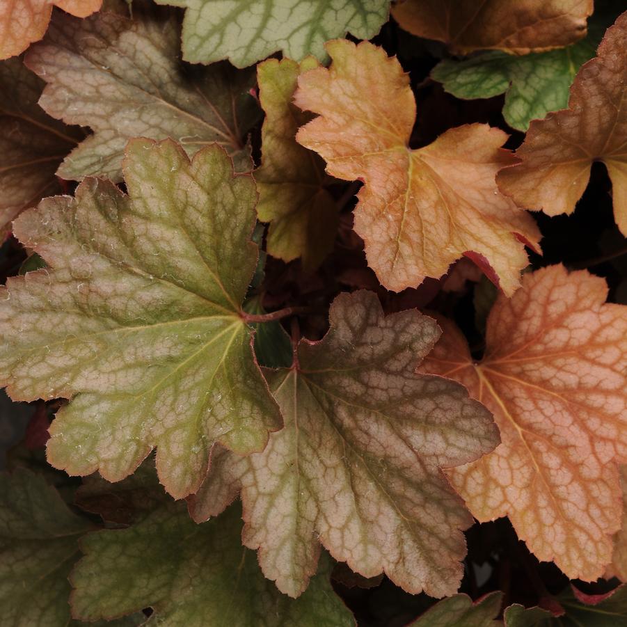 Heuchera Carnival™ 'Watermelon' - Coral Bells from Hoffie Nursery