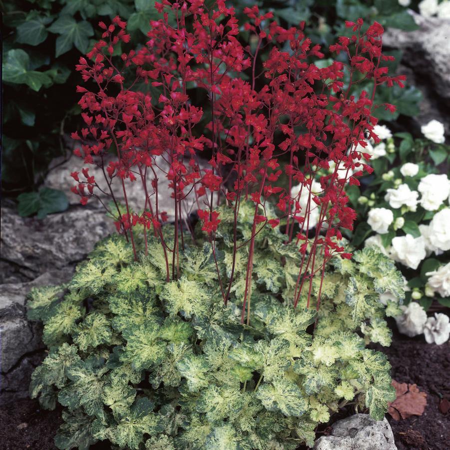 Heuchera 'Hercules' - Coral Bells from Hoffie Nursery