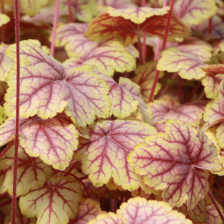 Heuchera 'Circus' - Coral Bells from Hoffie Nursery