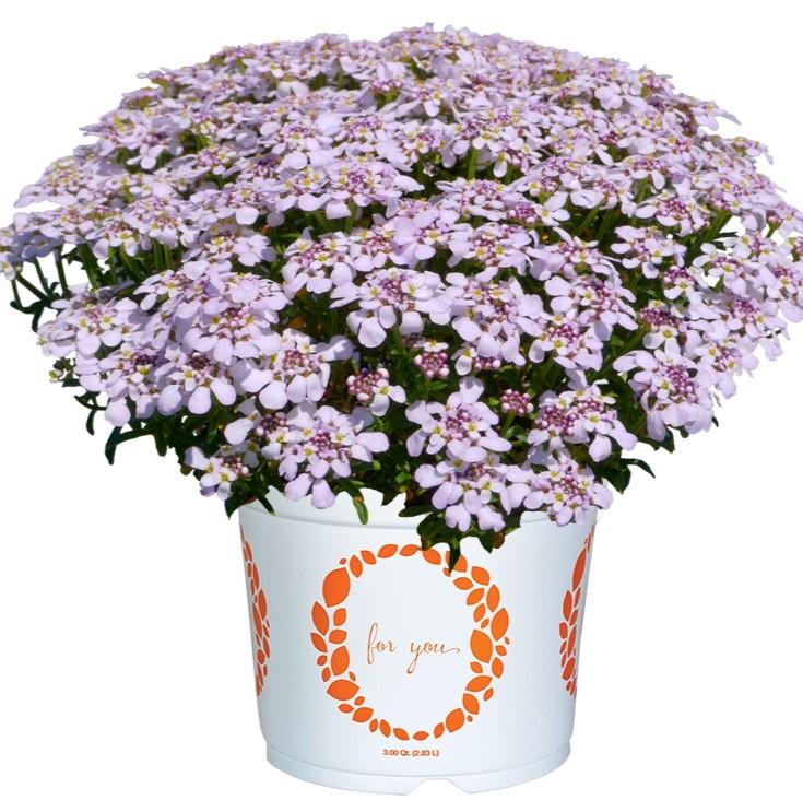 Iberis sempervirens 'Candy Sorbet' - Candytuft from Hoffie Nursery