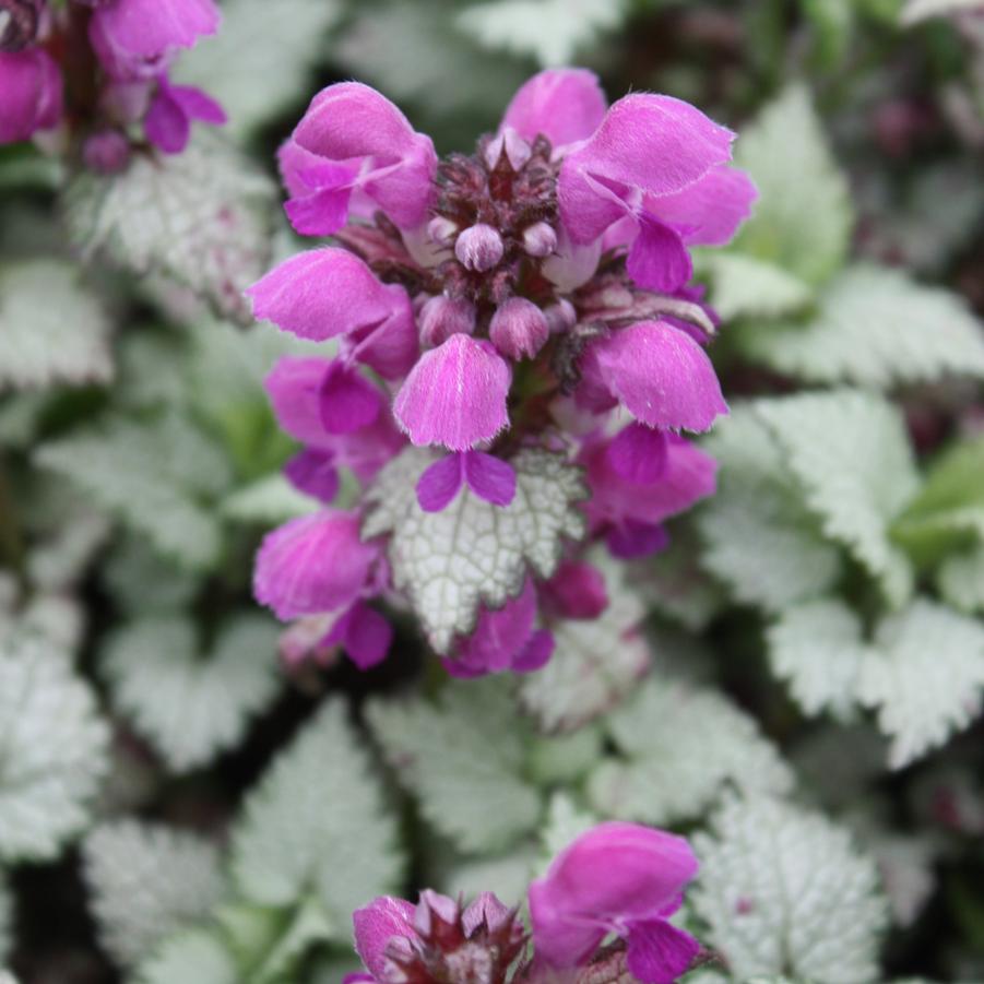 Lamium maculatum 'Ghost' - Spotted Deadnettle from Hoffie Nursery