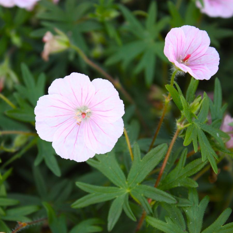 Geranium sanguineum var. striatum - Bloody Cranesbill from Hoffie Nursery