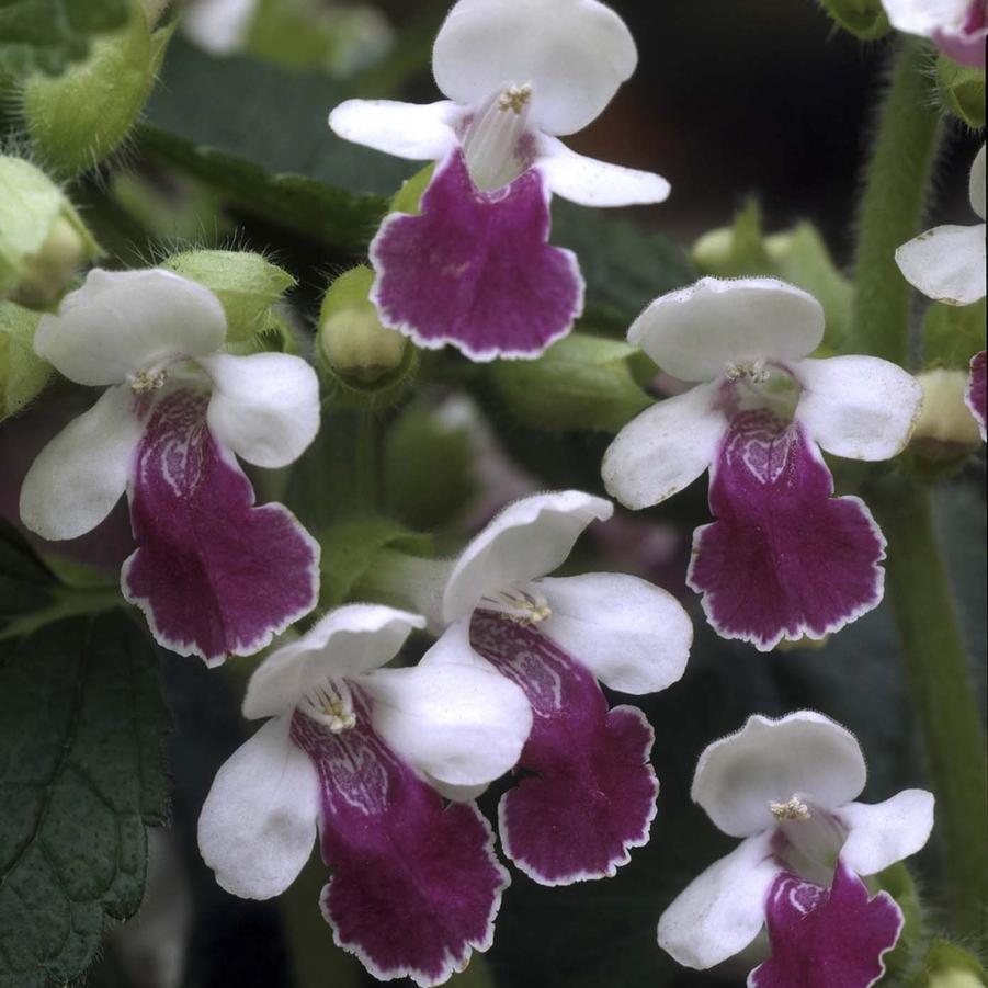 Melittis melissophyllum 'Royal Velvet Distinction' - Bastard Balm from Hoffie Nursery