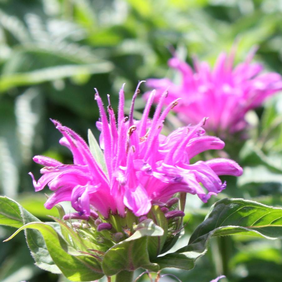 Monarda didyma AChall 'Grand Marshall' - Bee Balm from Hoffie Nursery