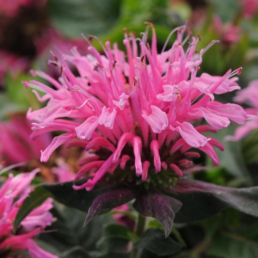 Monarda davidii Pink Balmy™ - Bee Balm from Hoffie Nursery