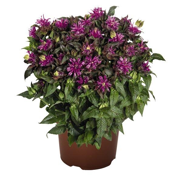 Monarda didyma Pocahontas™ 'Deep Purple' - Bee Balm from Hoffie Nursery