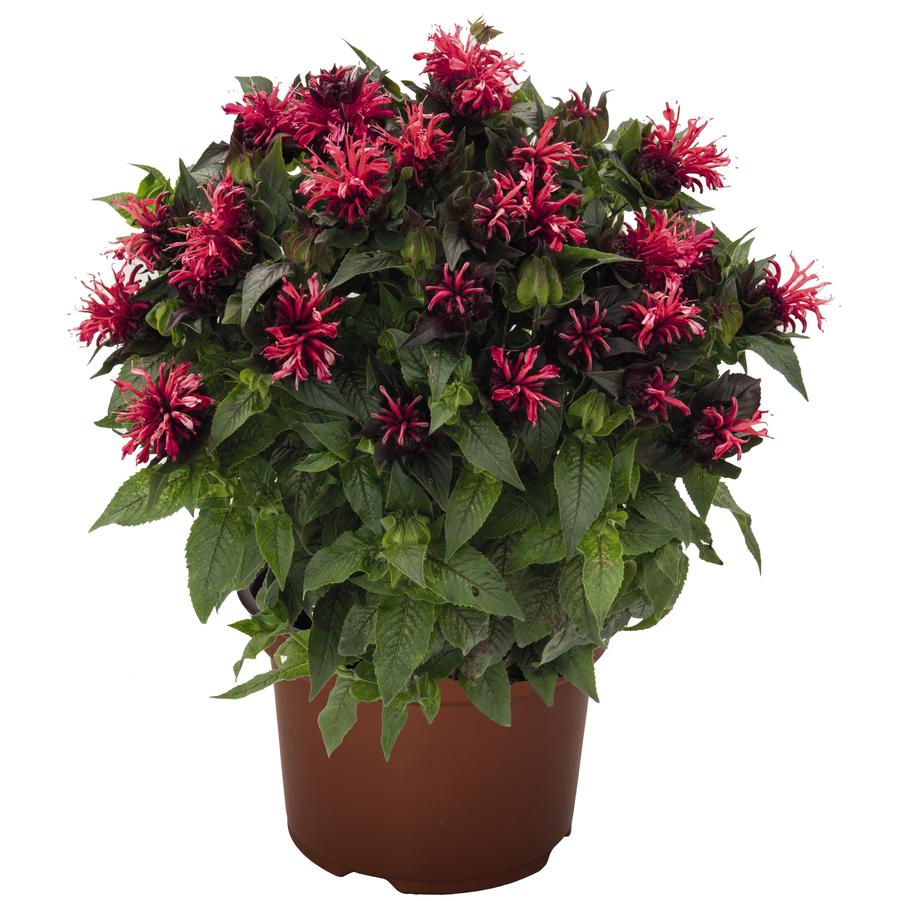 Monarda didyma Pocahontas™ 'Red Rose' - Bee Balm from Hoffie Nursery