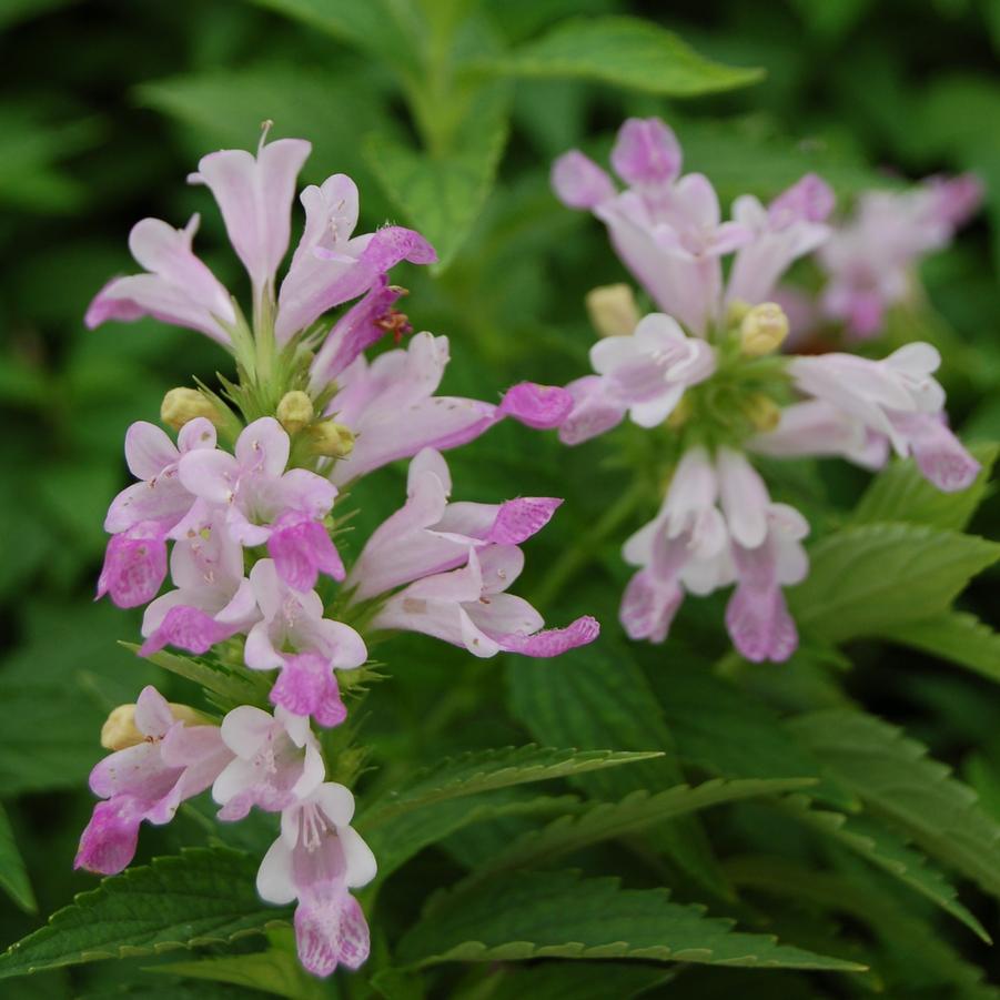 Nepeta subsessilis Prelude™ 'Candy Cat' - Catmint from Hoffie Nursery