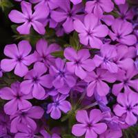Phlox Candy Cloud™ 'Pink' - Creeping Phlox from Hoffie Nursery