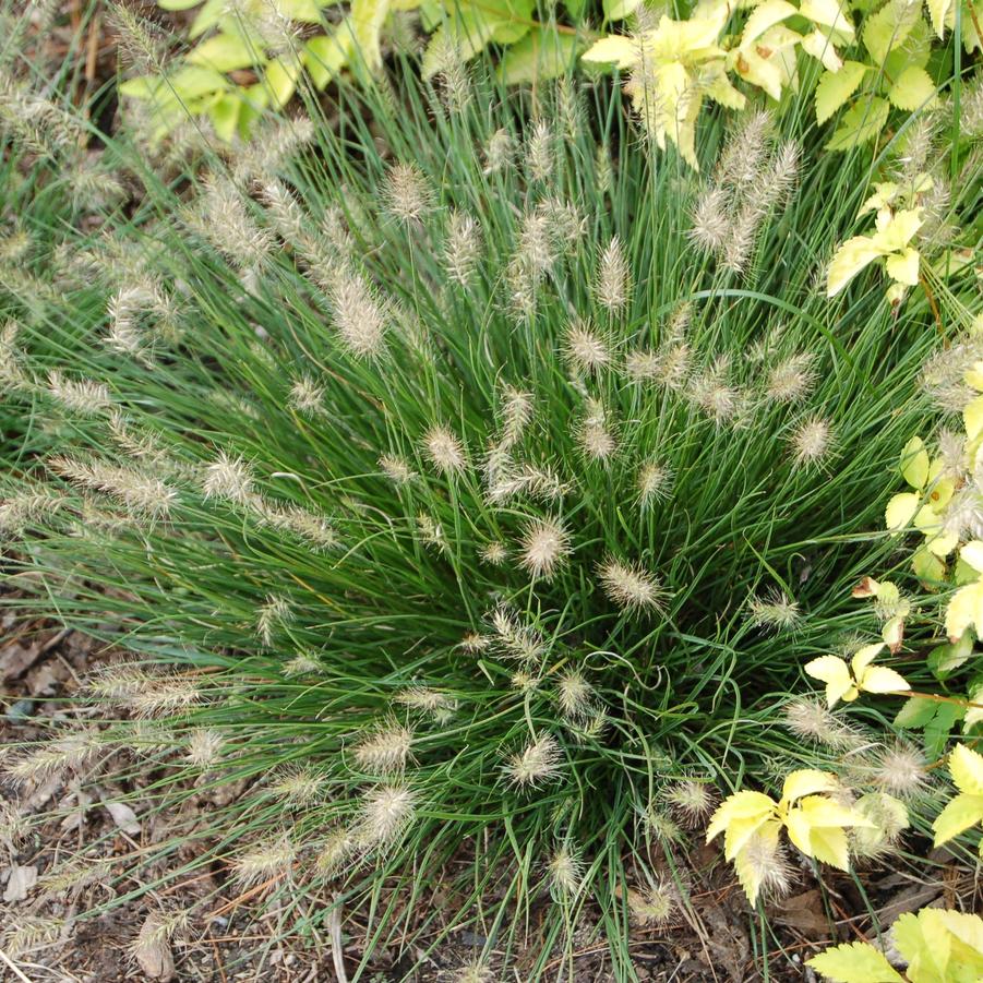 Pennisetum alopecuroides 'Little Bunny' - Miniature Fountain Grass from Hoffie Nursery