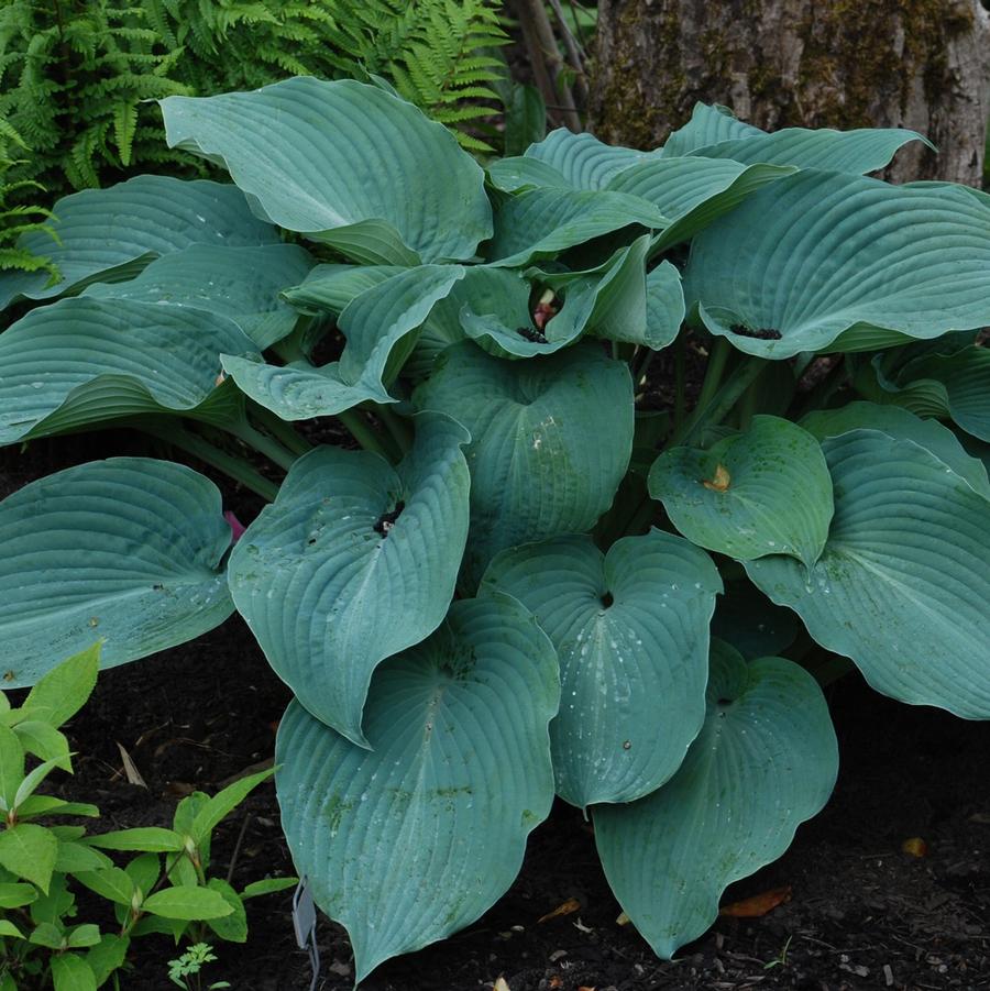 Hosta 'Blue Angel' - Hosta from Hoffie Nursery