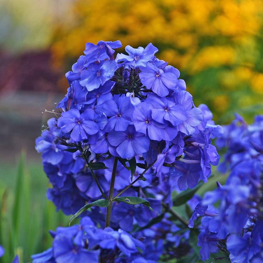 Phlox paniculata 'Blue Paradise' - Garden Phlox from Hoffie Nursery