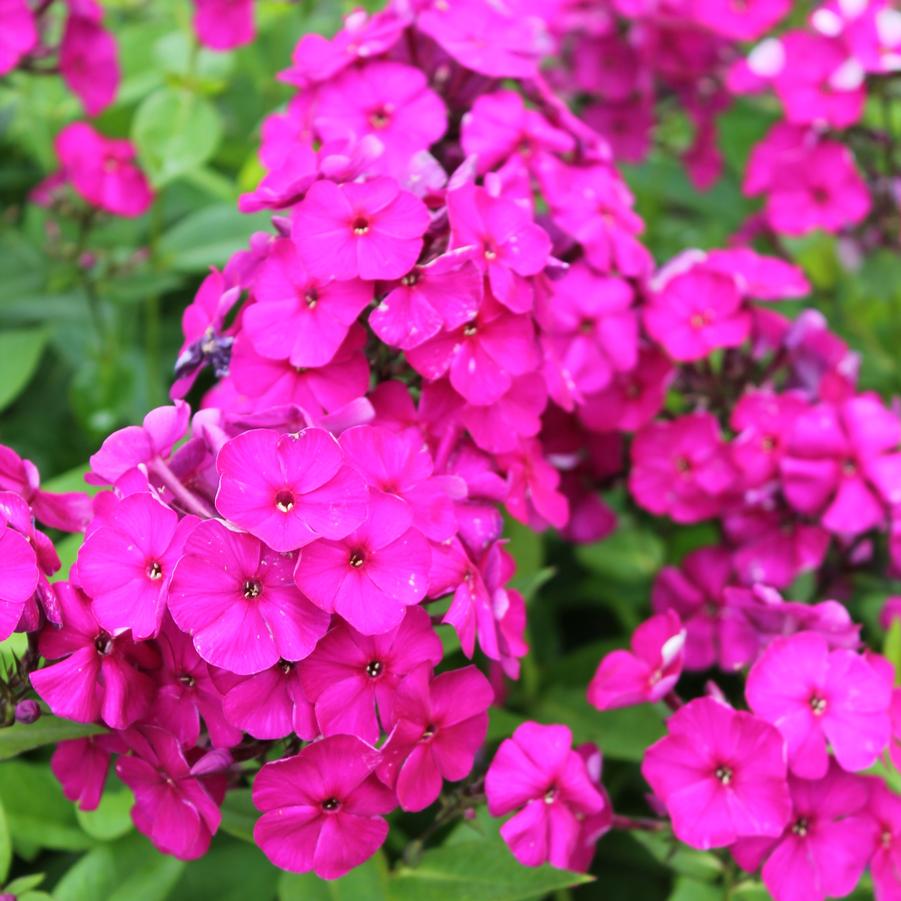 Phlox paniculata 'Nicky' - Garden Phlox from Hoffie Nursery