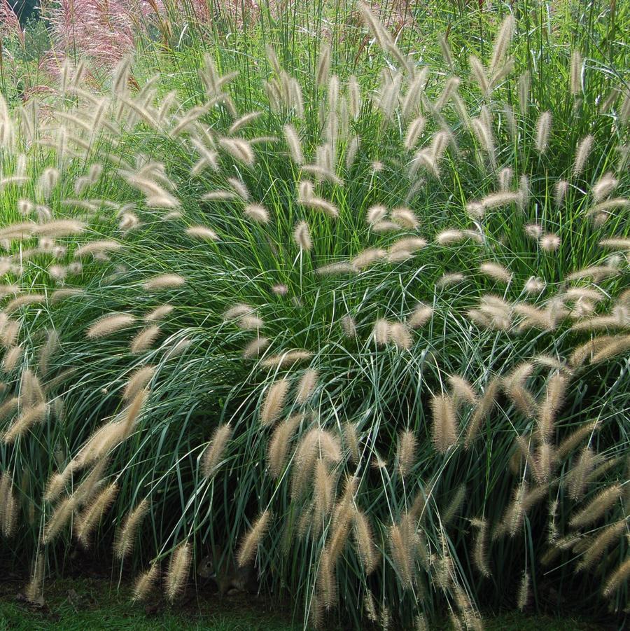 Pennisetum alopecuroides - Fountain Grass from Hoffie Nursery