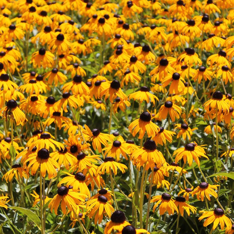 Rudbeckia fulgida var. sullivanti 'Goldsturm' - Black-Eyed Susan from Hoffie Nursery