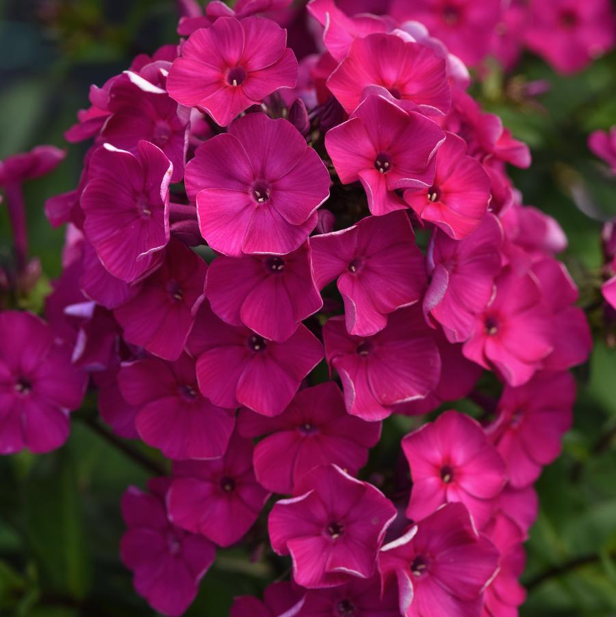 Phlox paniculata Super Ka-Pow™ Fuchsia - Garden Phlox from Hoffie Nursery