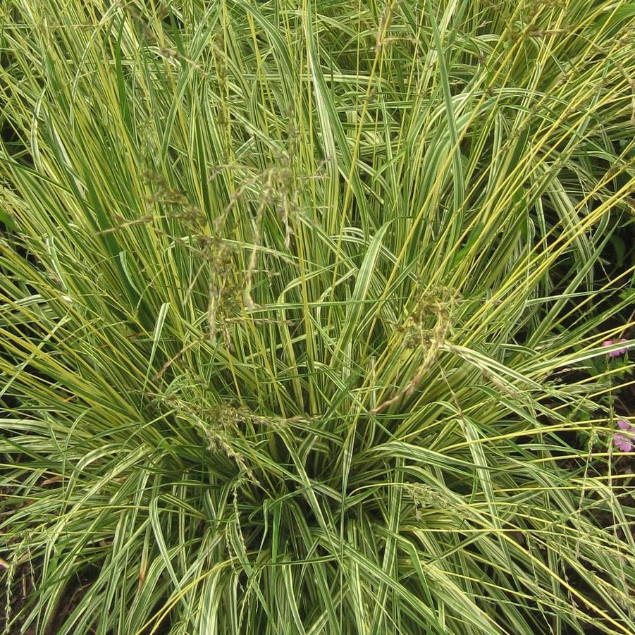 Molinia caerulea 'Variegata' - Variegated Moor Grass from Hoffie Nursery