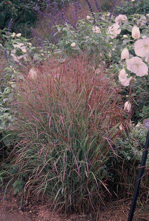 Panicum virgatum Shenandoah