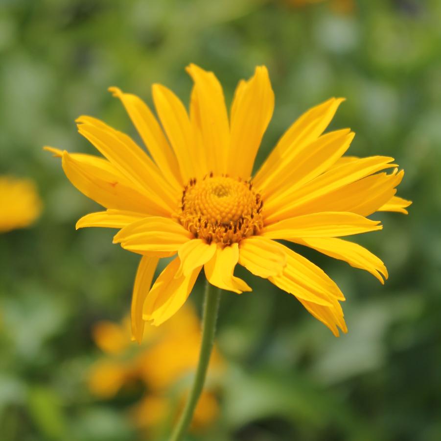 Heliopsis helianthoides 'Summer Sun' - False Sunflower from Hoffie Nursery
