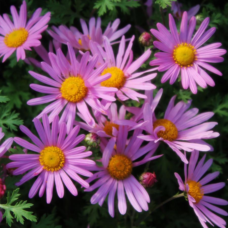 Dendranthema 'Clara Curtis' - Arctic Daisy from Hoffie Nursery