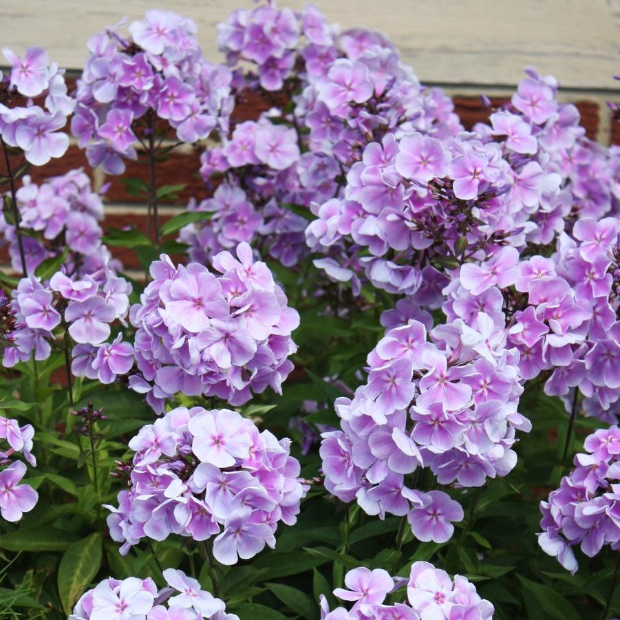 Phlox paniculata 'Franz Schubert' - Garden Phlox from Hoffie Nursery