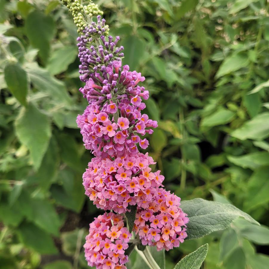 Buddleia 'Bicolor' - Butterfly Bush from Hoffie Nursery